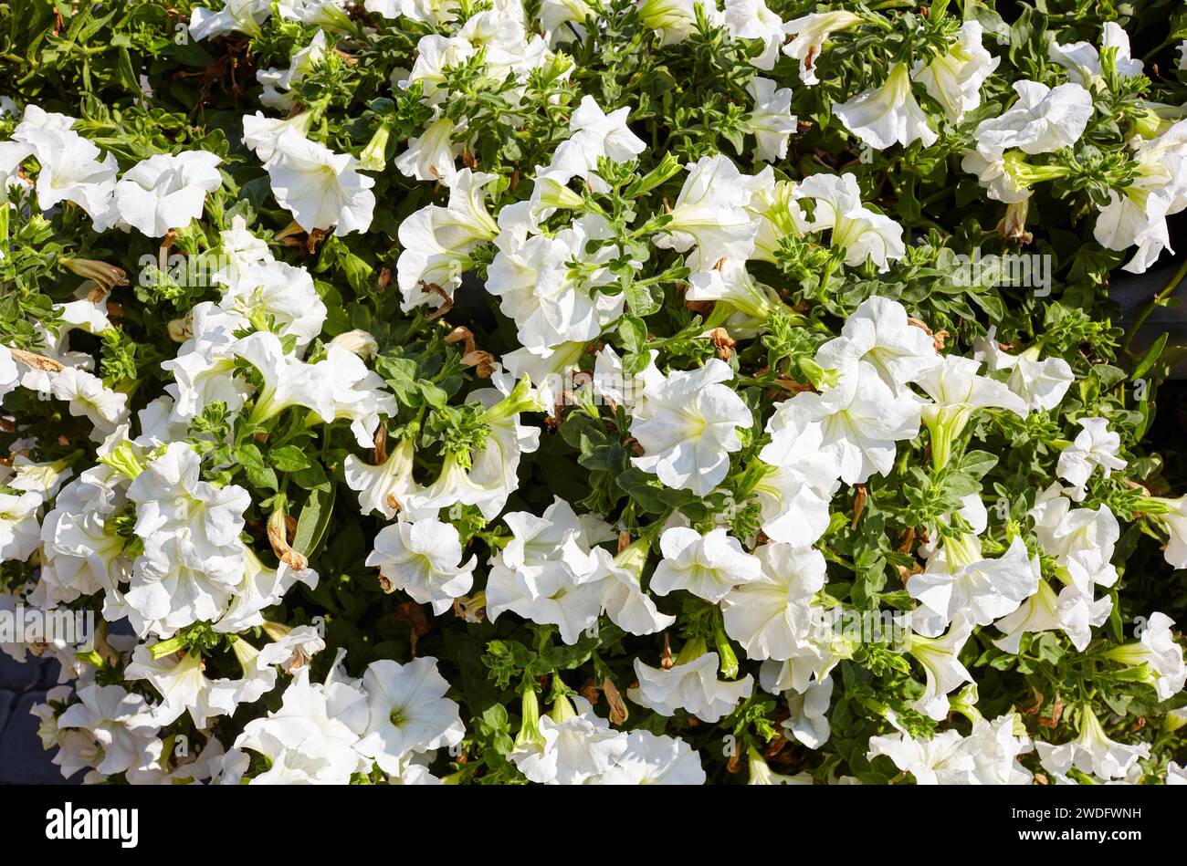 Petunia, White Petunias in the pot. Lush blooming colorful common garden petunias in city park. Family name Solanaceae, Scientific name Petunia Stock Photo