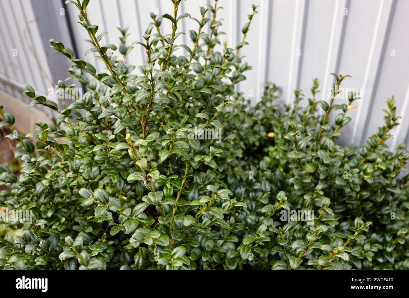 Close-up of evergreen bush boxwood in the garden. Boxwood wall in natural conditions. Family name Buxaceae, Scientific name Buxus. Selective focus wit Stock Photo
