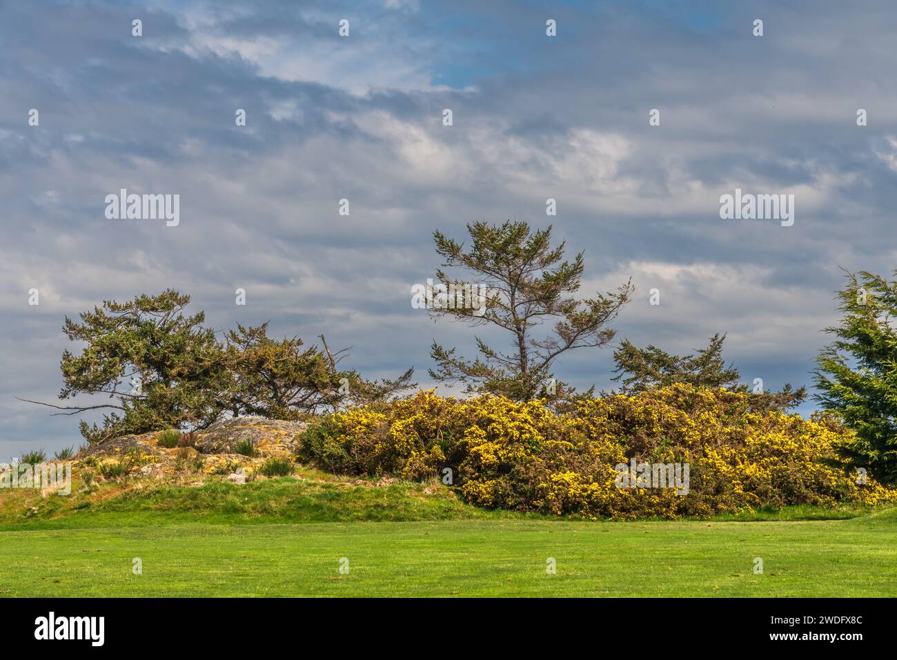 Yellow broom bushes in the coastal parks in Victoria, Vancouver Island