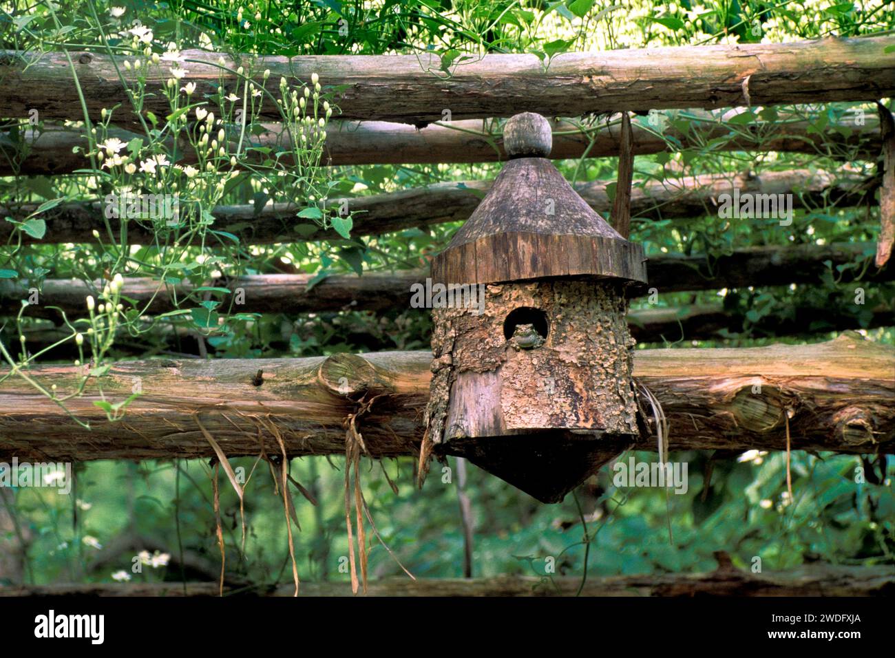 Toad sits in a birdhouse high up on a garden arbor looking out  from the opening, Missouri, USA Stock Photo