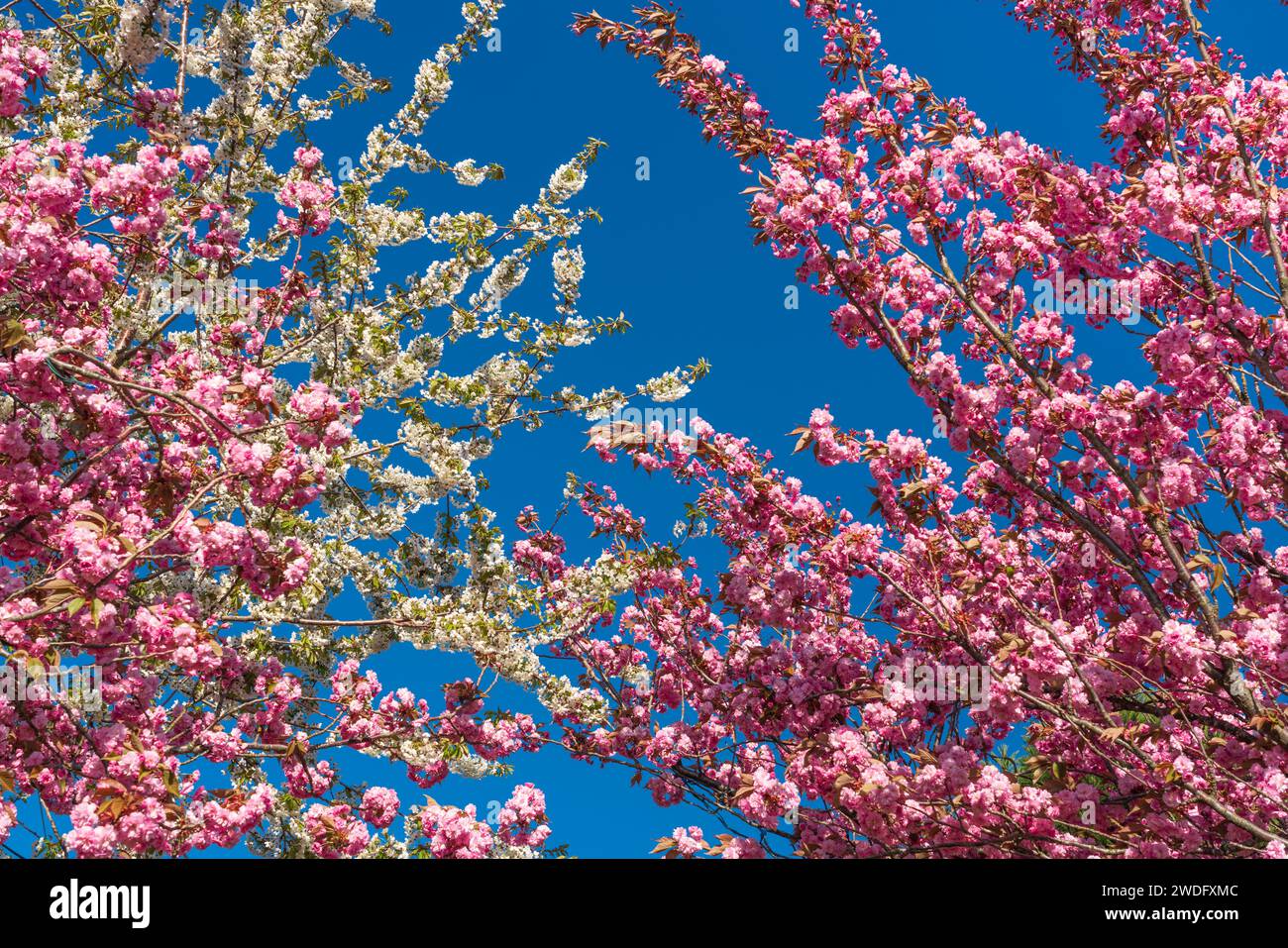 Cherry trees in full bloom in victoria, Vancouver Island, British Columbia, Canada. Stock Photo