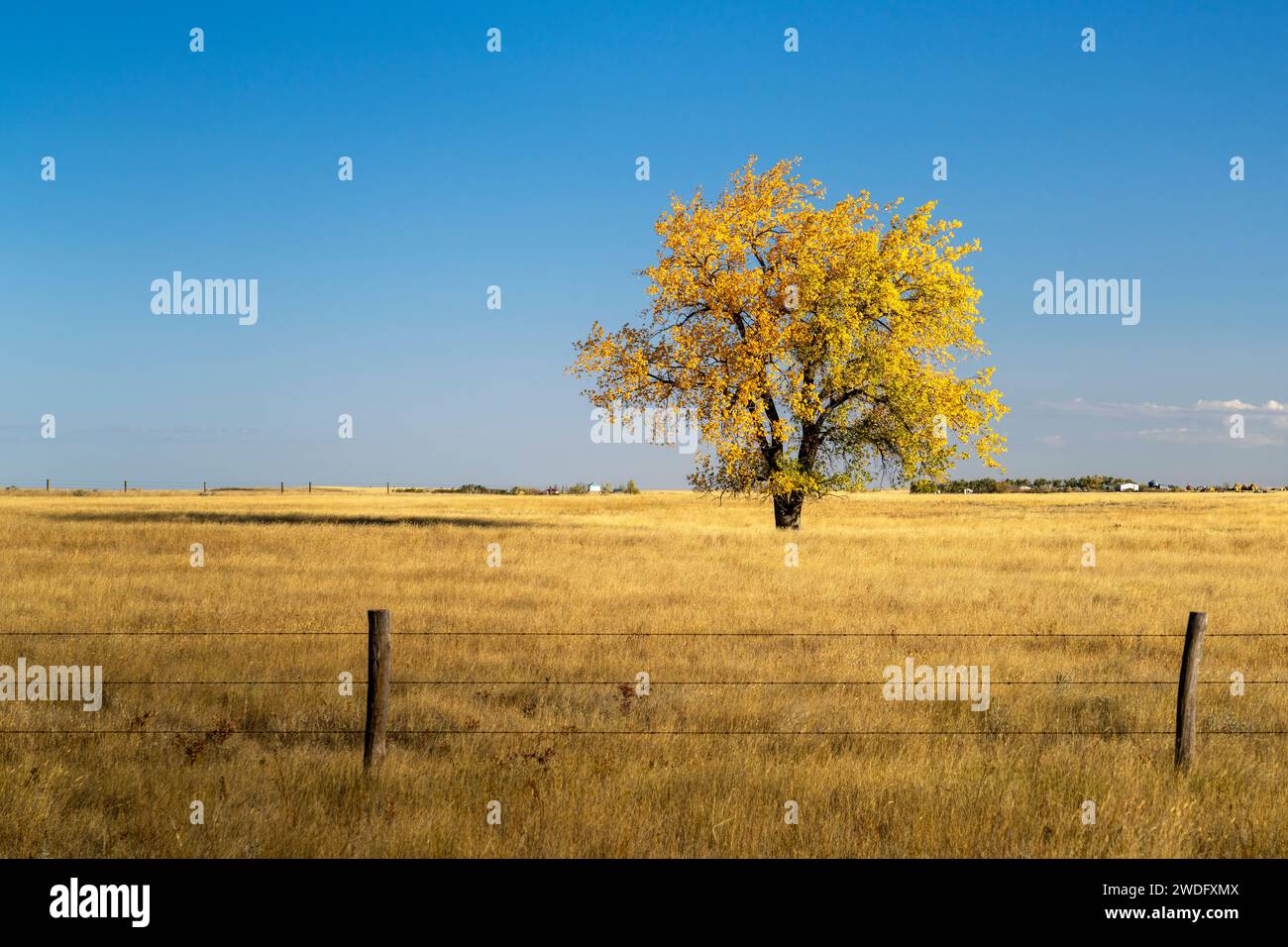 A lone tree with fall foliage color near Swift current, Saskatchewan, Canada. Stock Photo