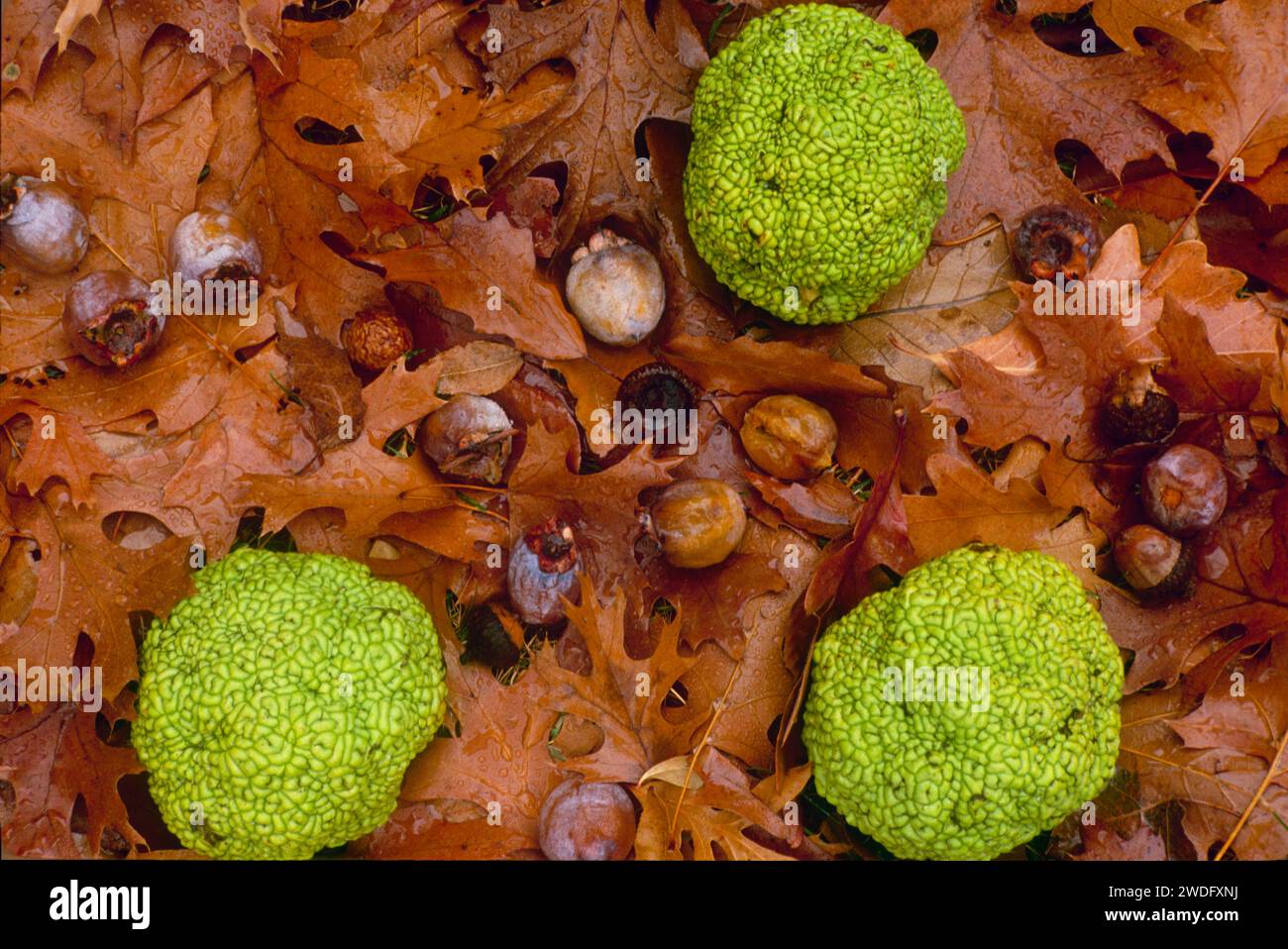 Hedge apples from the Osage orange tree (Maclura pomifera) persimmons and acorns on wet leaves, western USA Stock Photo