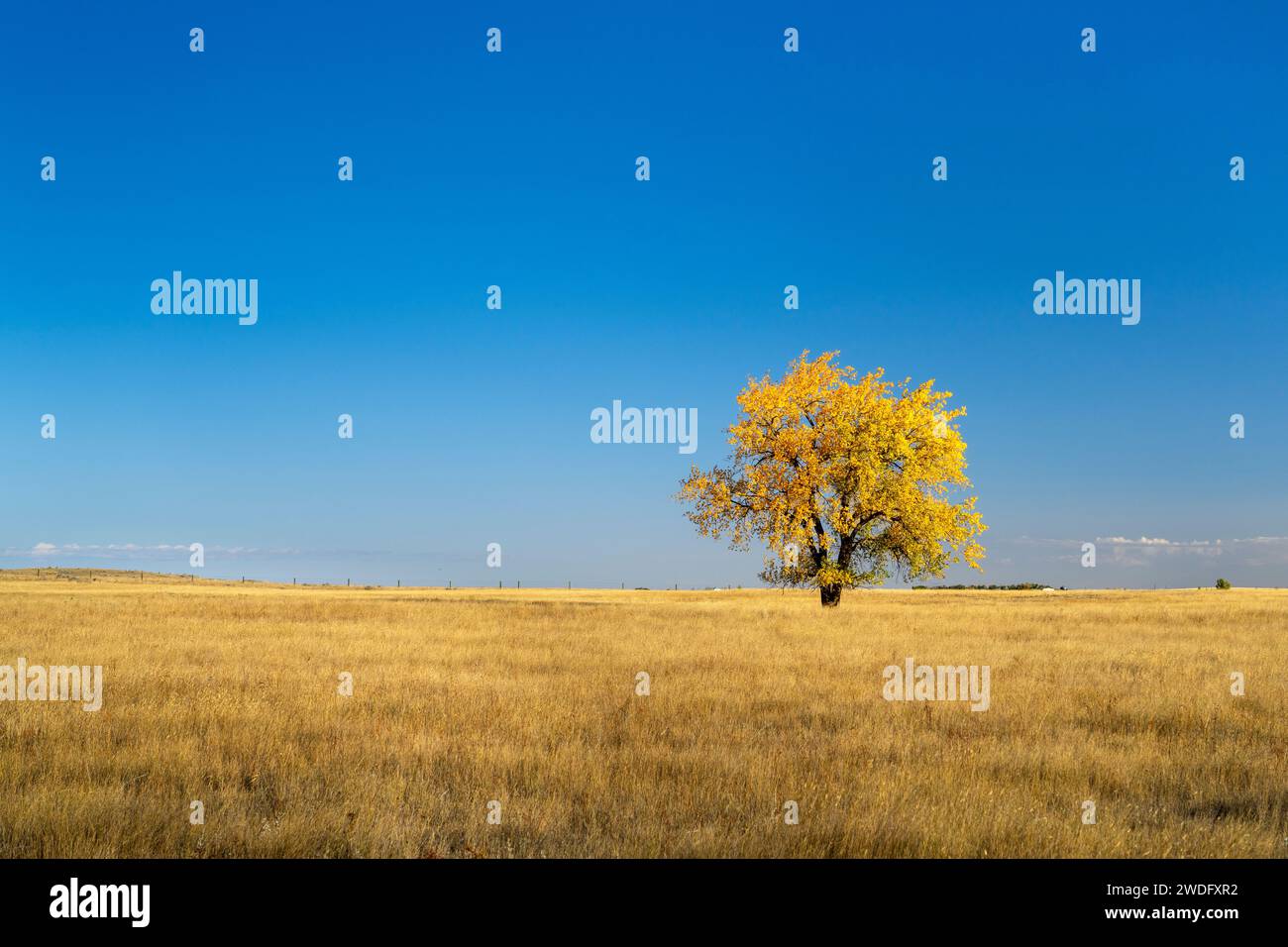 A lone tree with fall foliage color near Swift current, Saskatchewan, Canada. Stock Photo
