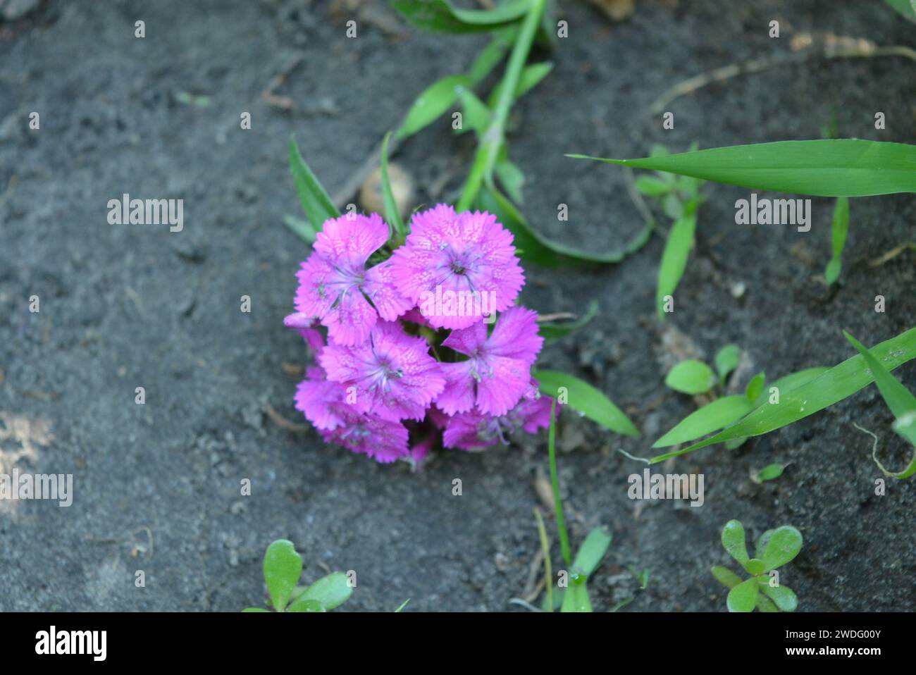 Home garden, beautiful small pink white phlox flowers growing under the rays of light. Stock Photo