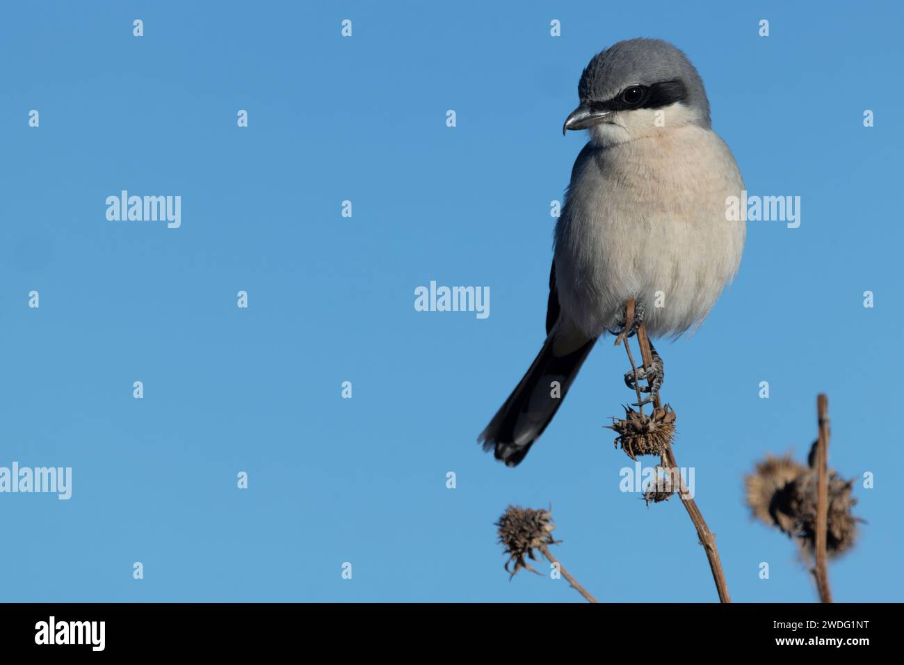 Black masked Loggerhead Shrike is a swift hunter, a perched, wild bird scanning its Southwest habitat in winter Stock Photo