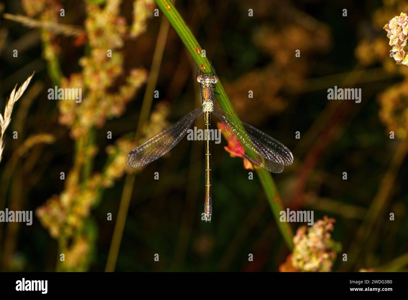 Lestes dryas Family Lestidae Genus Lestes Nothern emerald spreadwing damselfly wild nature insect wallpaper Stock Photo