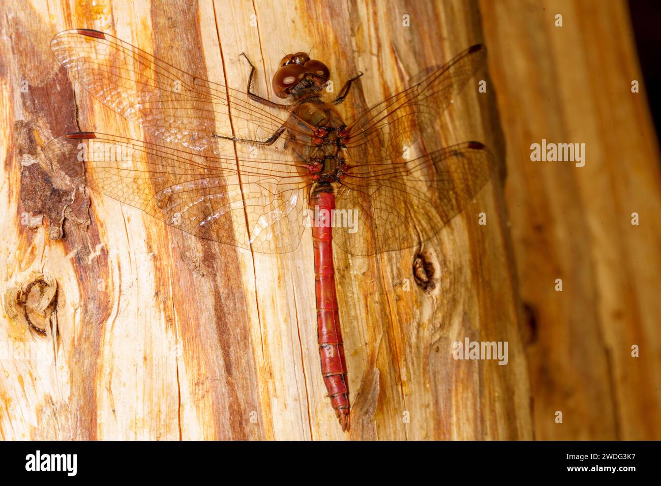 Sympetrum vulgatum Family Libellulidae Genus Sympetrum Vagrant darter dragonfly wild nature insect wallpaper, picture, photography Stock Photo