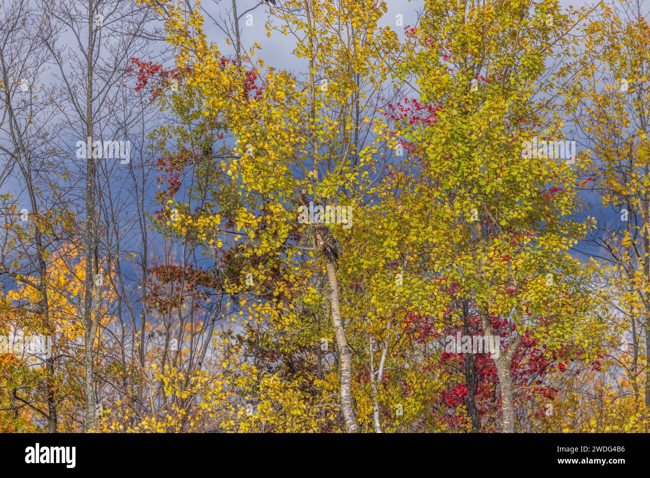 Immature bald eagle well-hidden in the autumn foliage of northern Wisconsin. Stock Photo