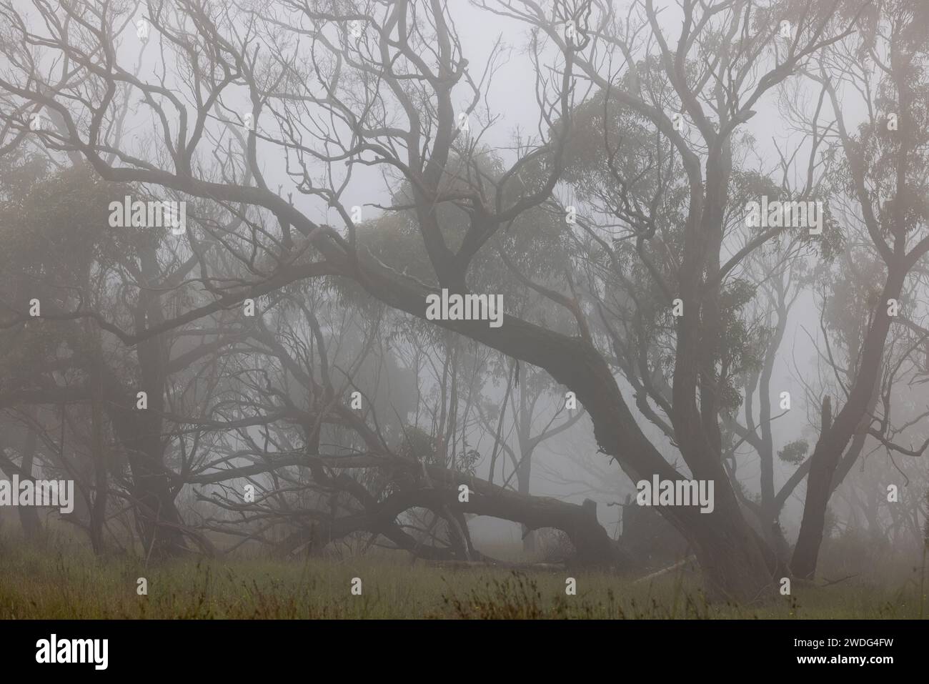 Australian Gum trees in mist and fog Stock Photo - Alamy