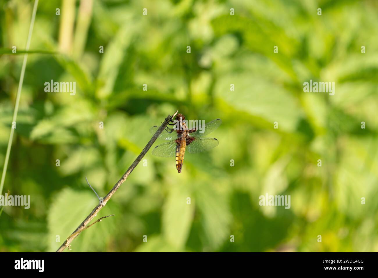 Yellow Bodied Insect Yellow bodied insects hi-res stock photography and images - Alamy