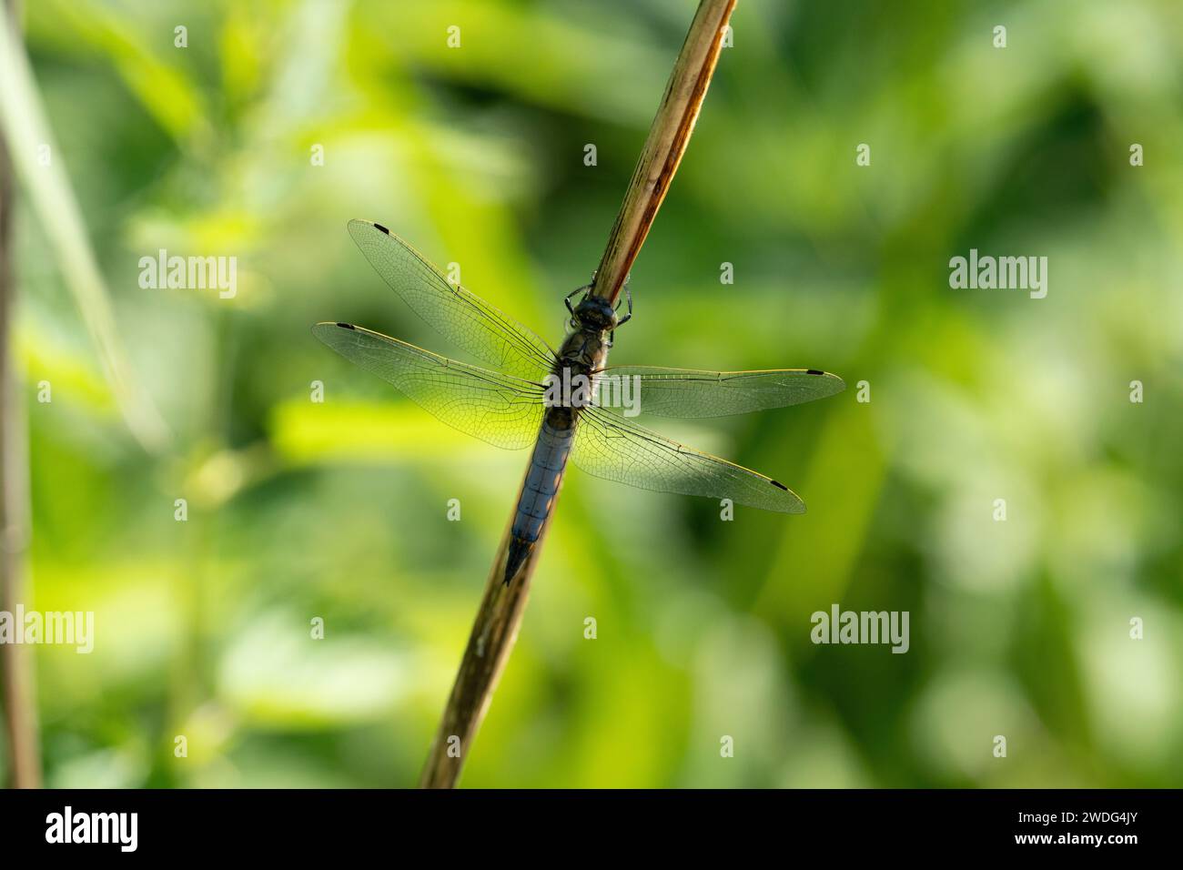 Black tiled skimmer dragonfly hires stock photography and images Alamy