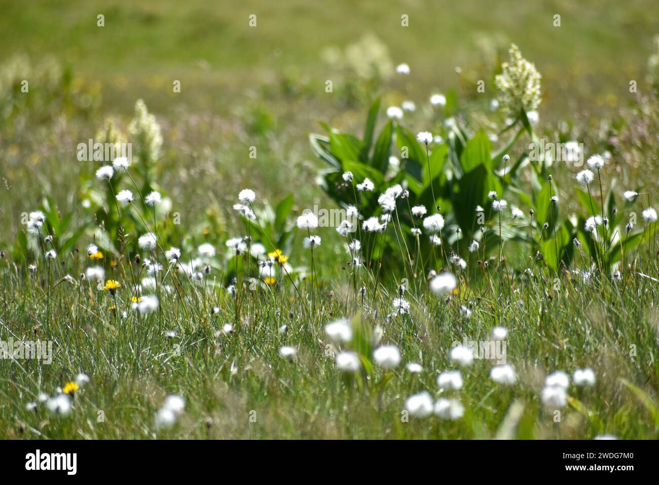 Cotton grass (Eriophorum) and white brome (Veratrum album) on the plateau of the Etrachboeden, Soelktaeler, Niedere Tauern, Styria, Austria Stock Photo