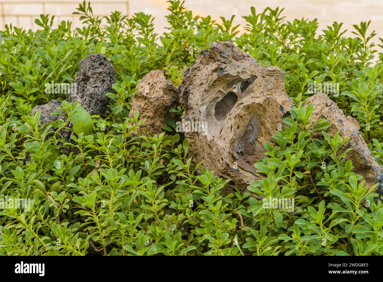 Large lava rocks in middle of batch of glossy green Stonecrop with blurred background, South Korea, South Korea Stock Photo