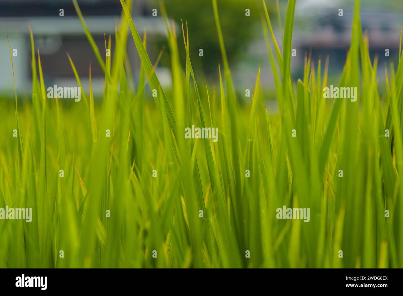 Extreme closeup of rice paddy with lush green sprouts ready for harvest ...