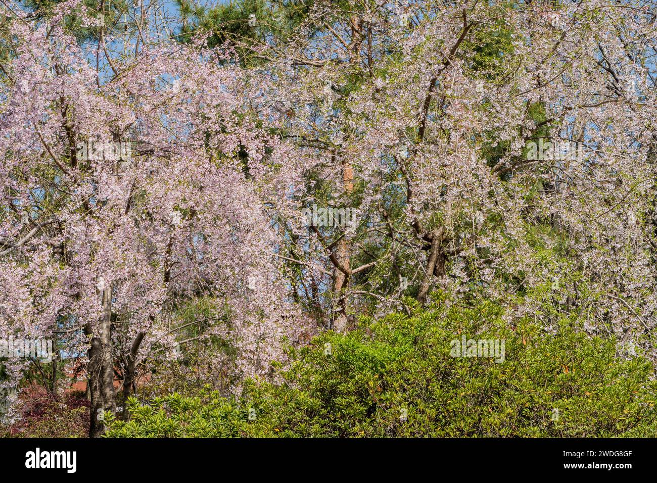 Beautiful cherry blossom trees in full bloom on a bright sunny day in South Korea, South Korea