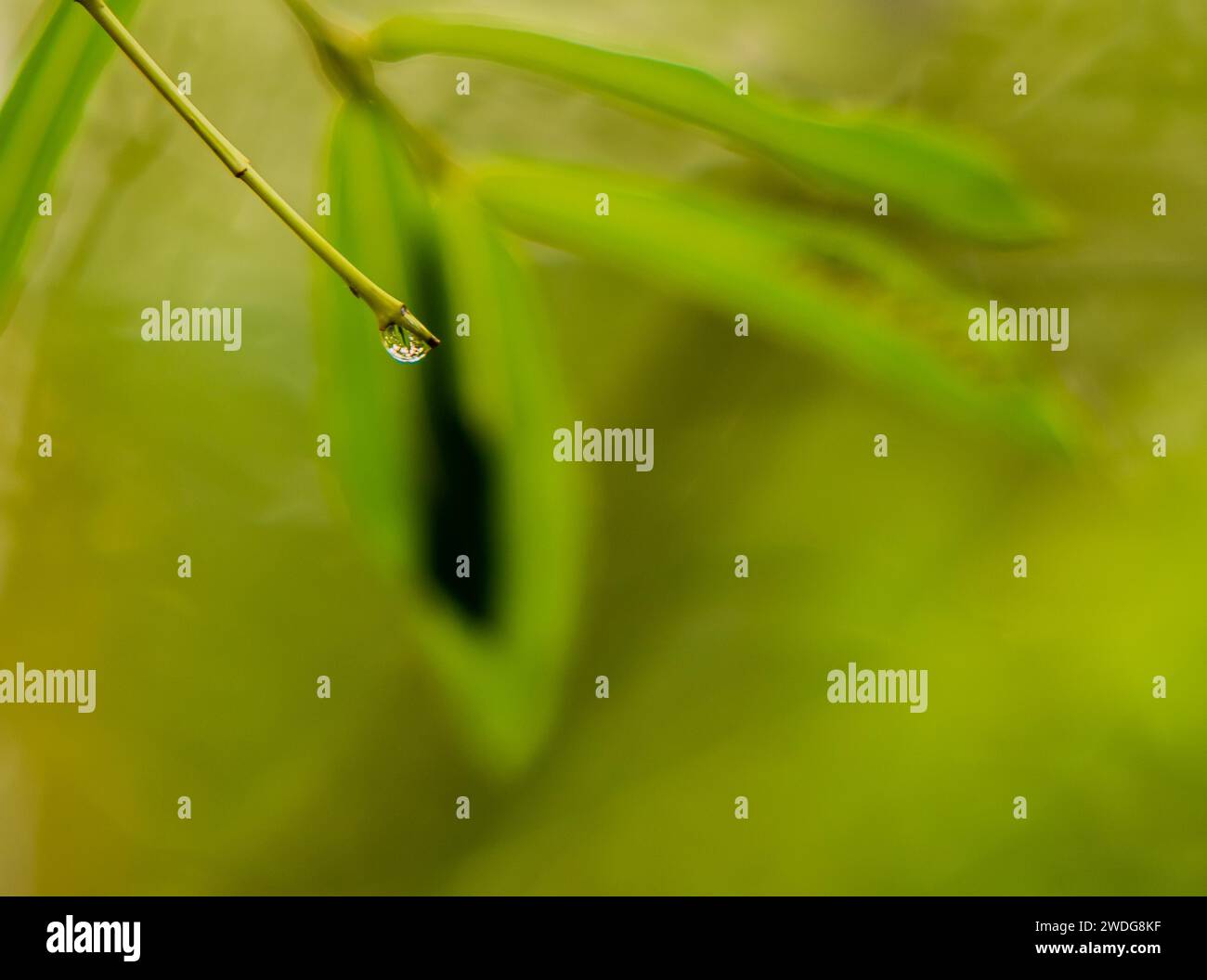 Wet season south east asia hi-res stock photography and images - Alamy