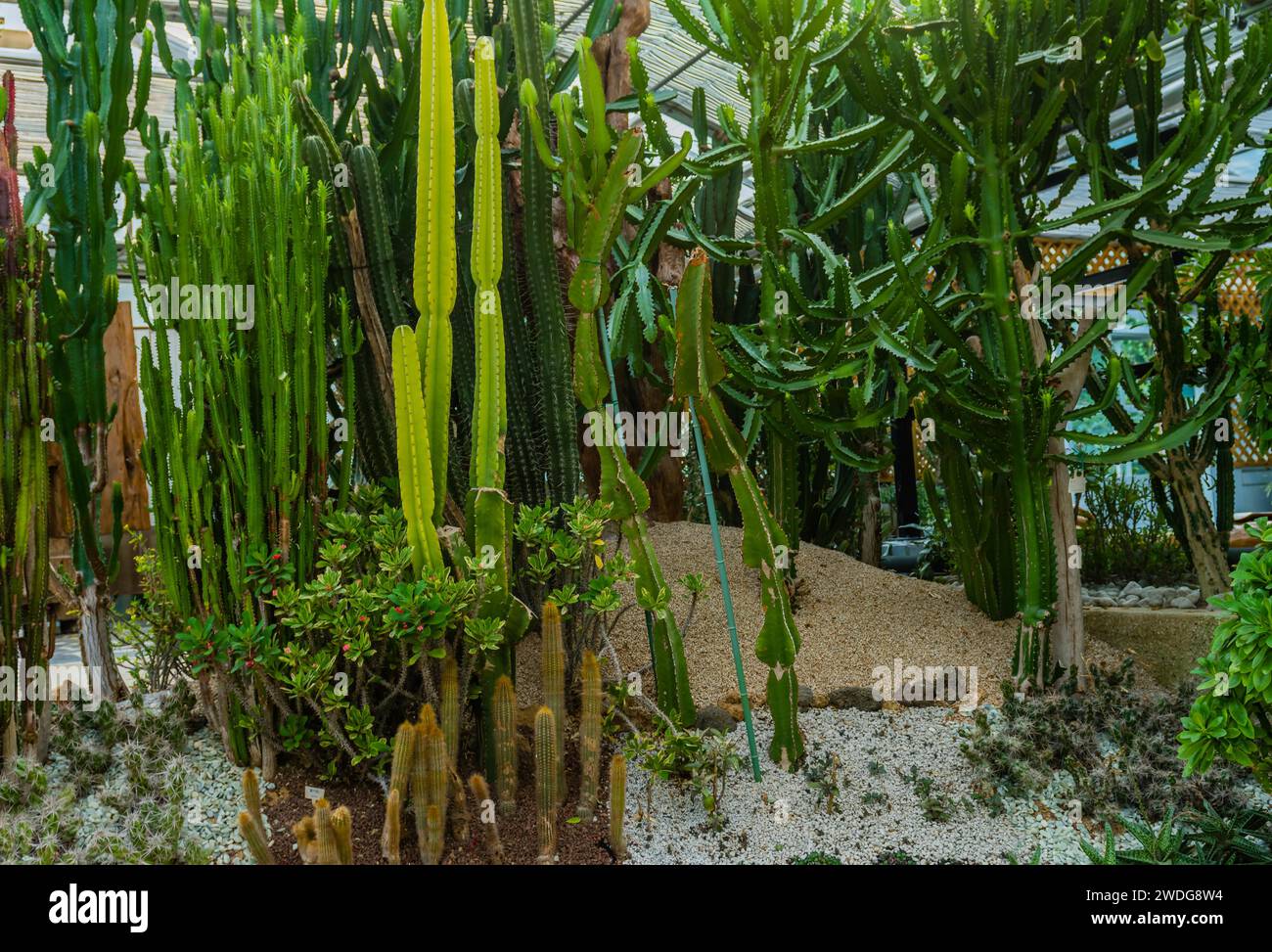 Various types of tall cactus growing in rocky soil in greenhouse, South Korea, South Korea Stock Photo