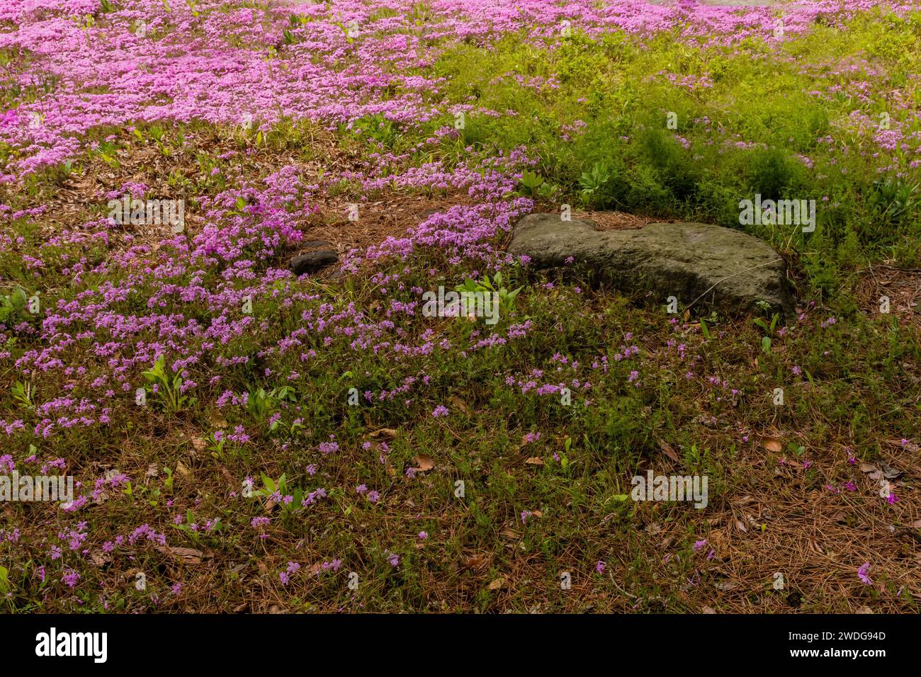 Large flat boulder in field of grass and lilac colored flowers, South Korea, South Korea Stock Photo