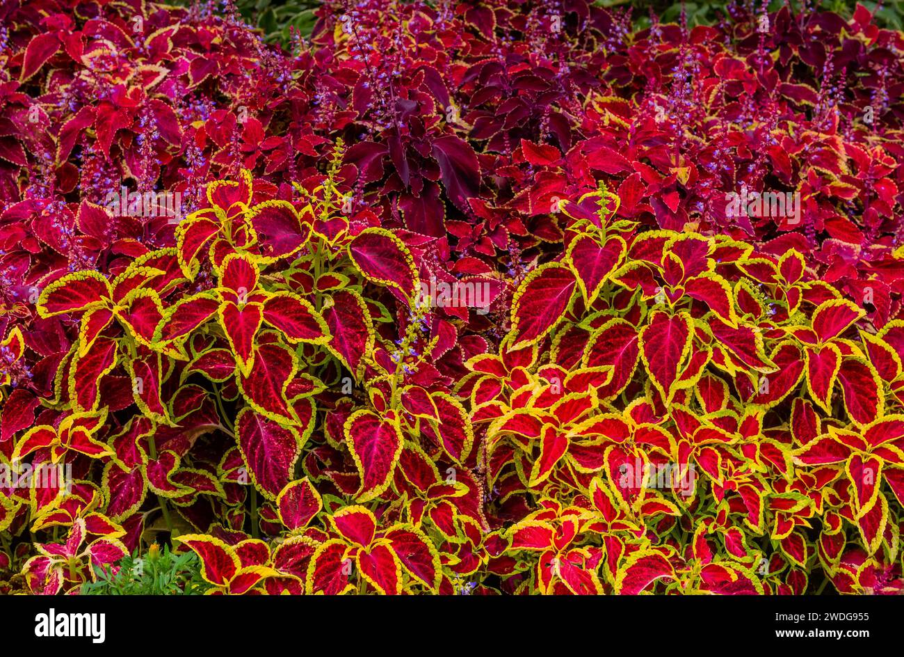 Beautiful bed of coleus shade, Wizard Scarlet leaf flowers in deep reds and greens, South Korea, South Korea Stock Photo