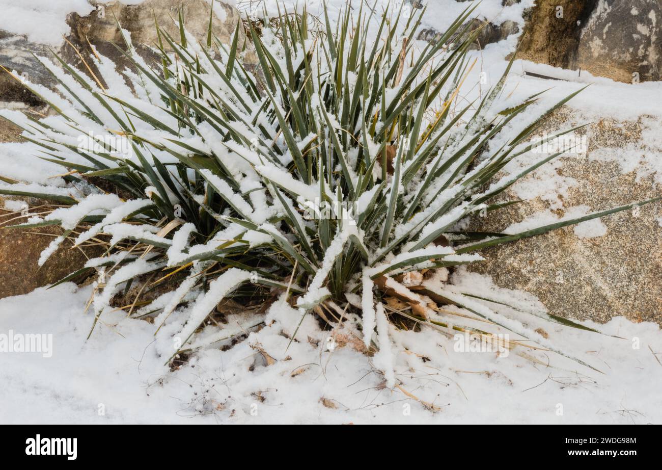 Closeup of a winter plant in public park covered in snow, South Korea, South Korea Stock Photo