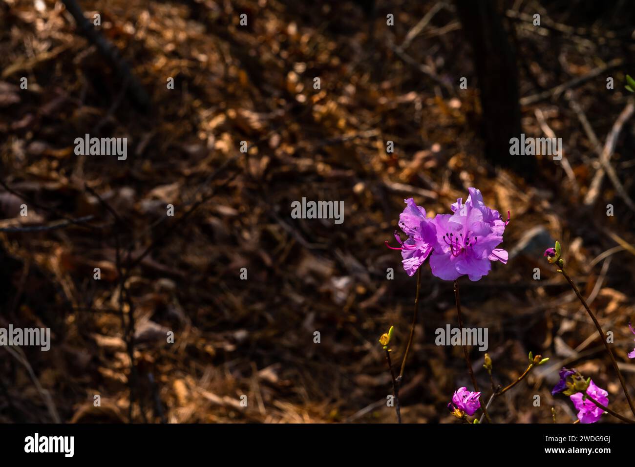 Delicate lilac colored flowers bathed in soft sunlight with forest floor blurred out in background, South Korea, South Korea Stock Photo