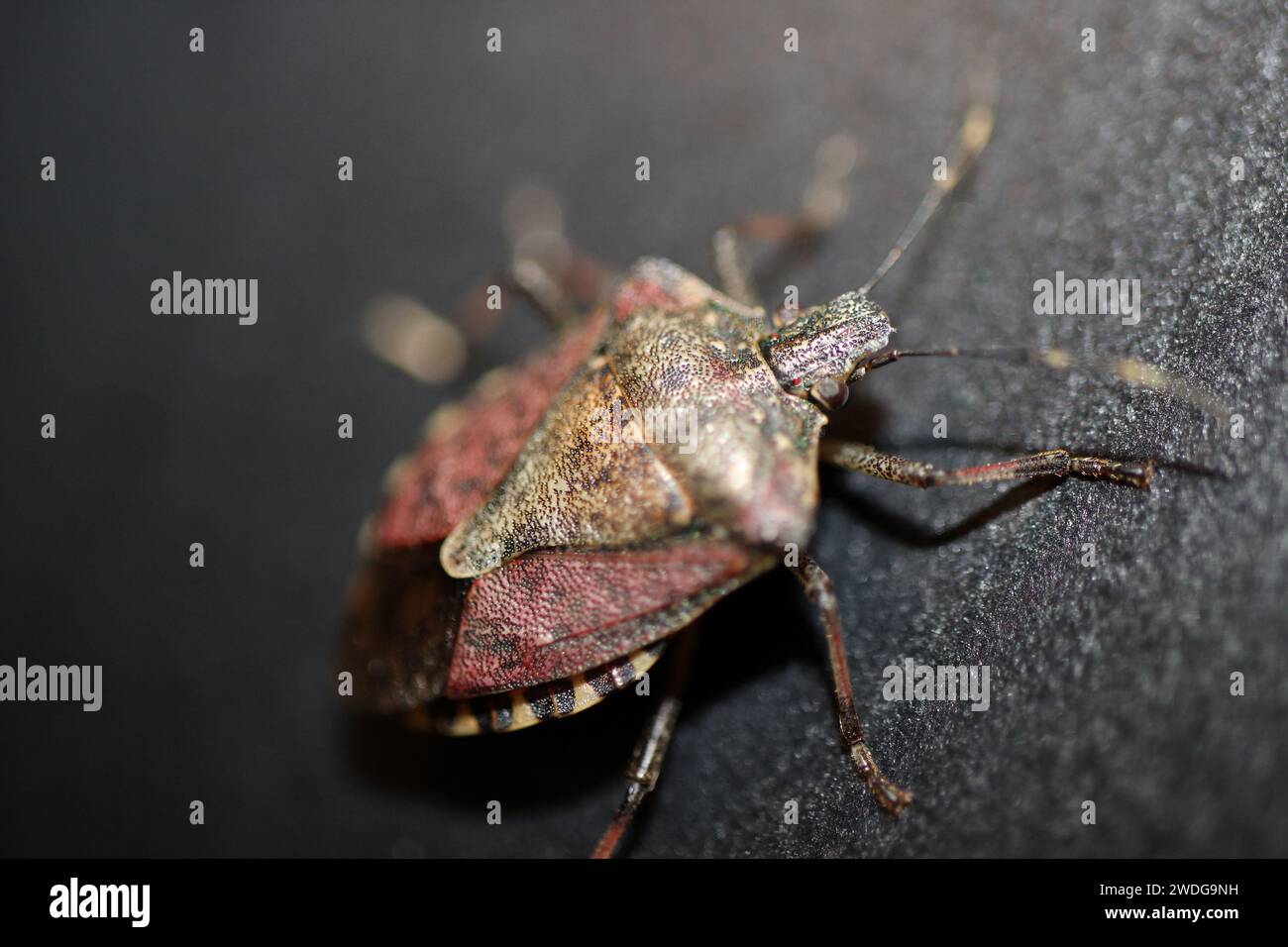 Close-up of a true bug (hemiptera insect) lurking on a black piece of furniture. Macrophotography Stock Photo