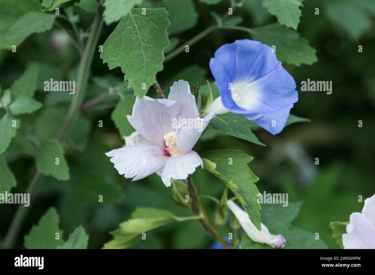 Blue purple morning glory hi-res stock photography and images - Alamy