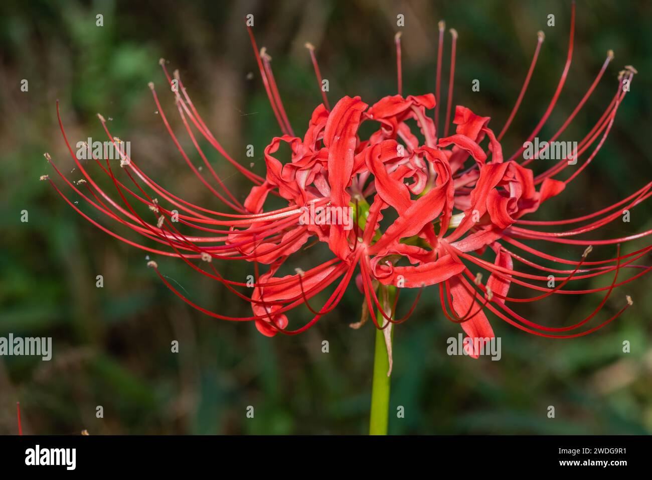 Closeup of Lycoris radiata flower, also known as red spider lily, hell flower, red magic lily, and equinox flower, South Korea Stock Photo