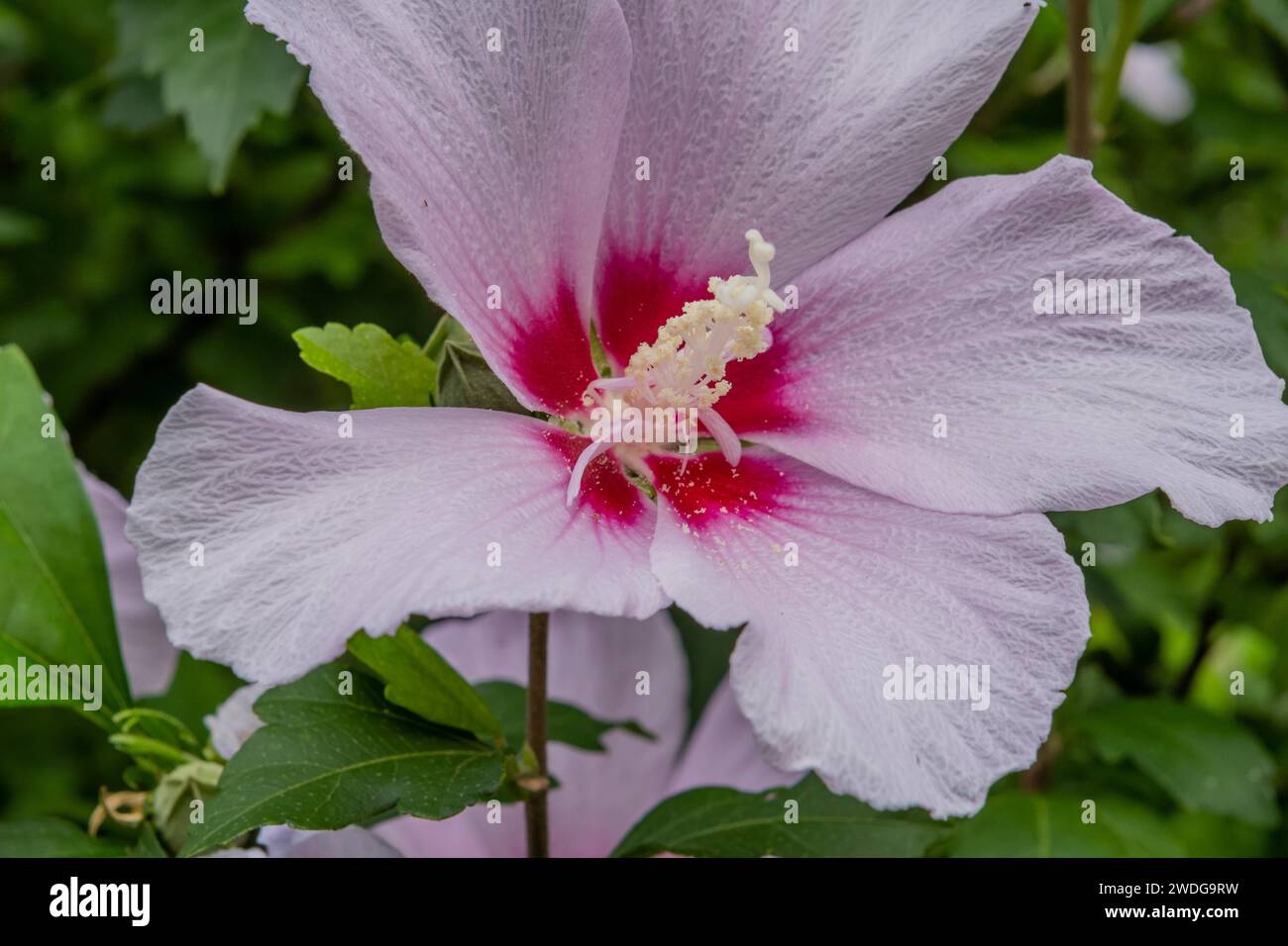 Closeup of large rose of sharon flower with green leaves in background