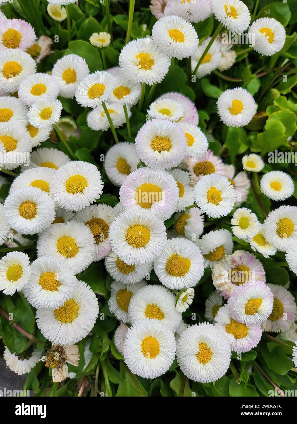White flowers with yellow center hi-res stock photography and images ...