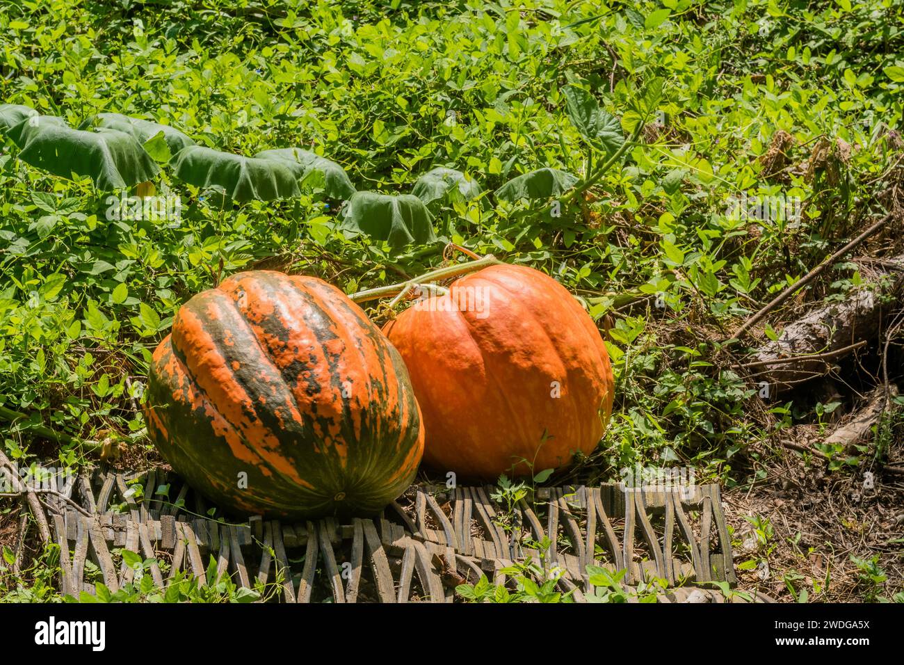 Two Large Pumpkin Growing On Vine On Sunny Morning In Daejeon South Two Large Pumpkin Growing On Vine On Sunny Morning In Daejeon South