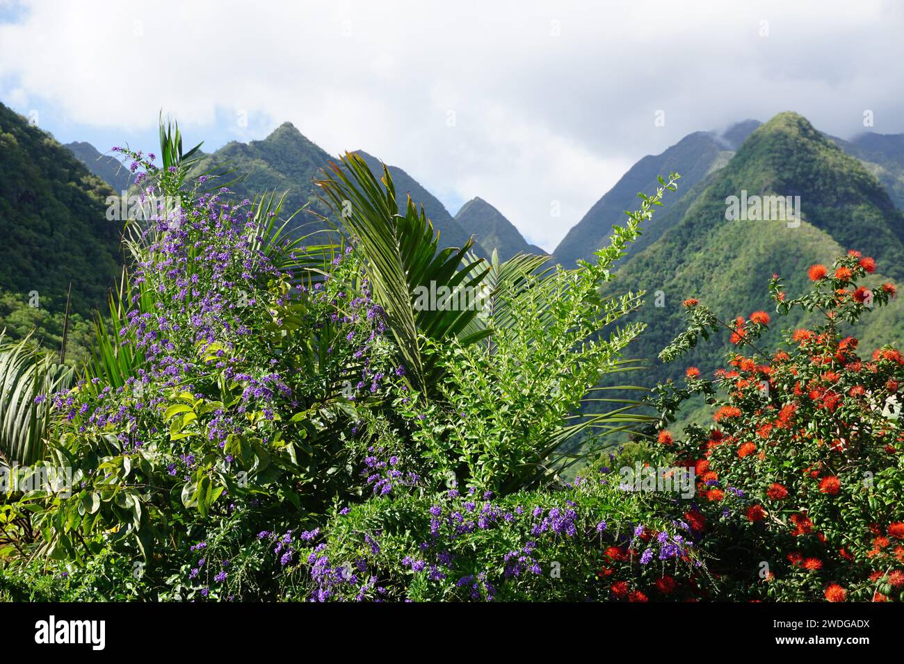 panoramic view of the volcanic mountains in the fog on the tropical island of La Réunion,, France with colorful flowers Stock Photo