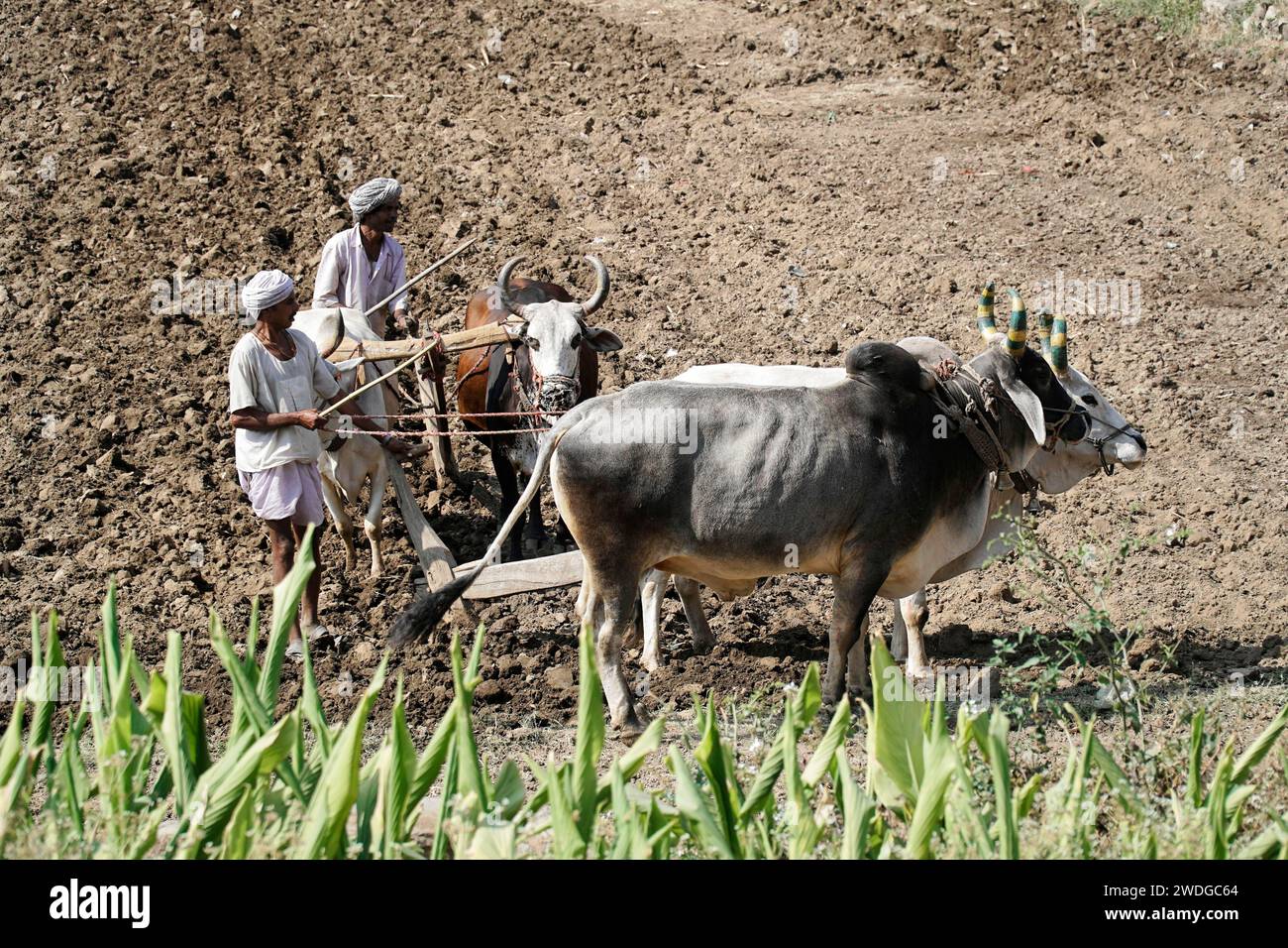 Two farmers using cattle and a wooden plough for traditional farming in