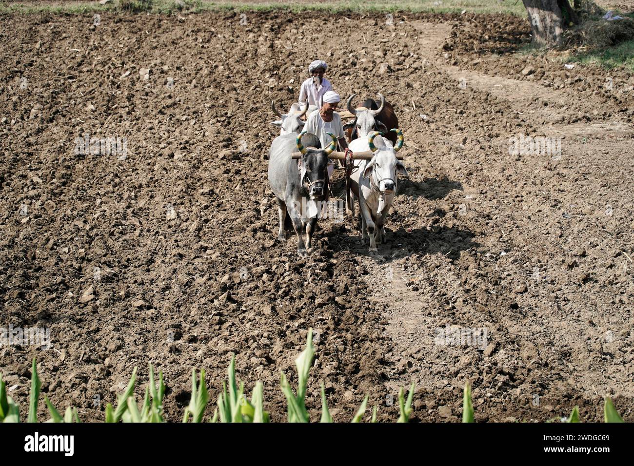 Two farmers using cattle and a wooden plough for traditional farming in
