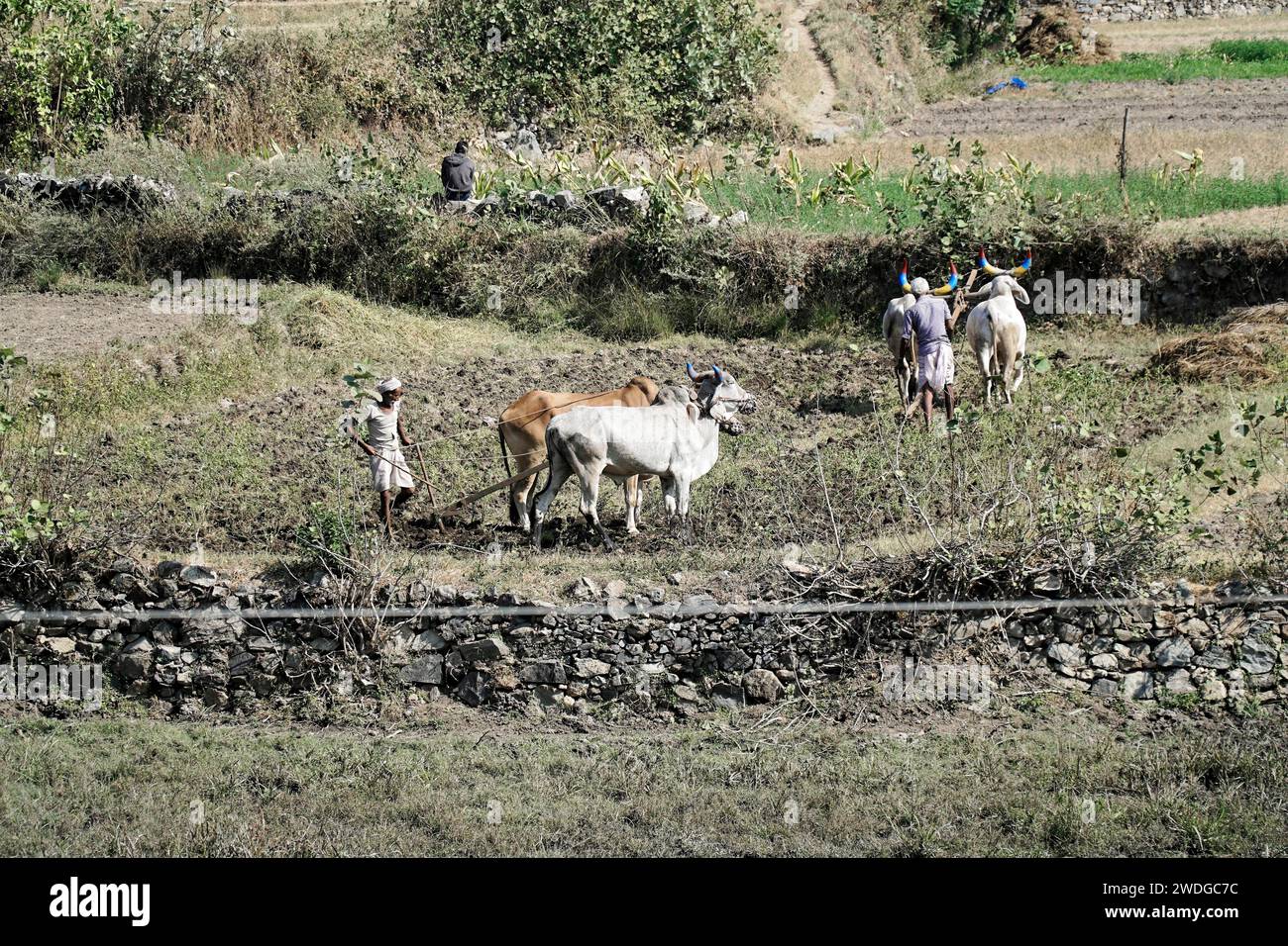 Two farmers using cattle and a wooden plough for traditional farming in