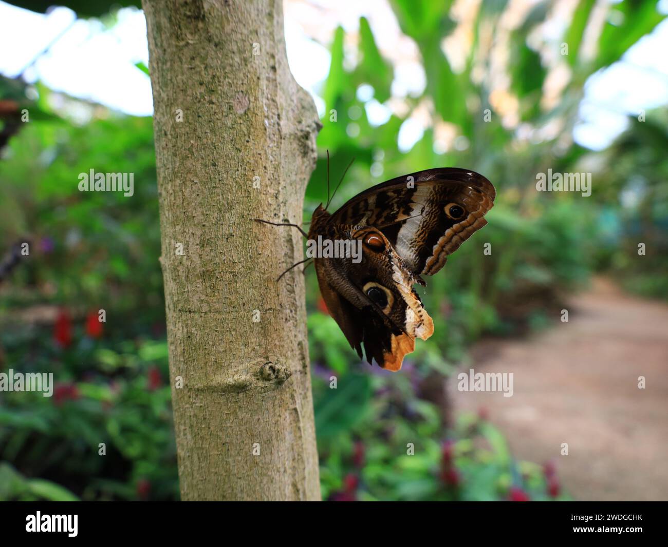 View on a butterfly in the Butterfly Greenhouse located in Queue-Lez-Yvelines Stock Photo