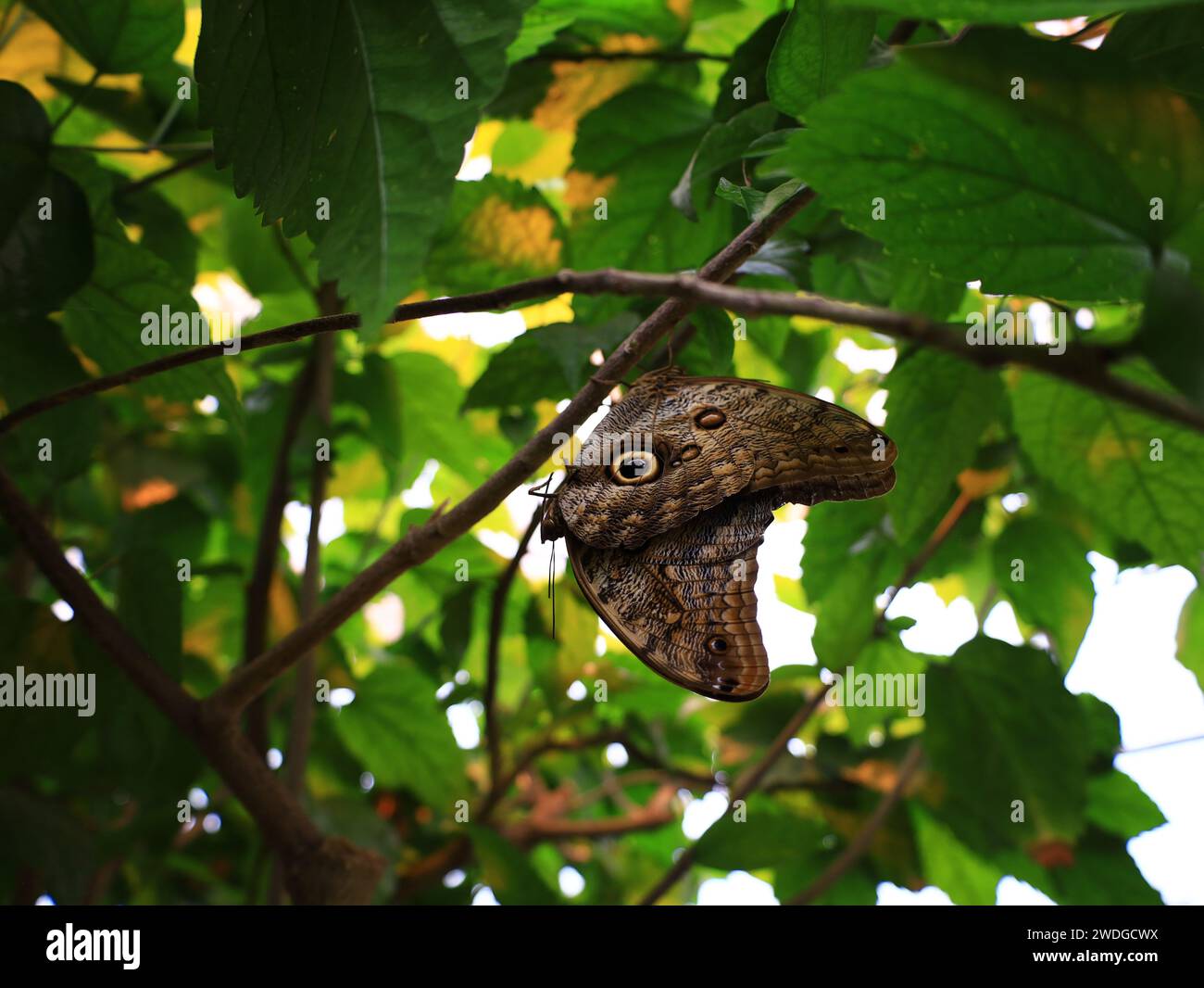 View on a butterfly in the Butterfly Greenhouse located in Queue-Lez-Yvelines Stock Photo