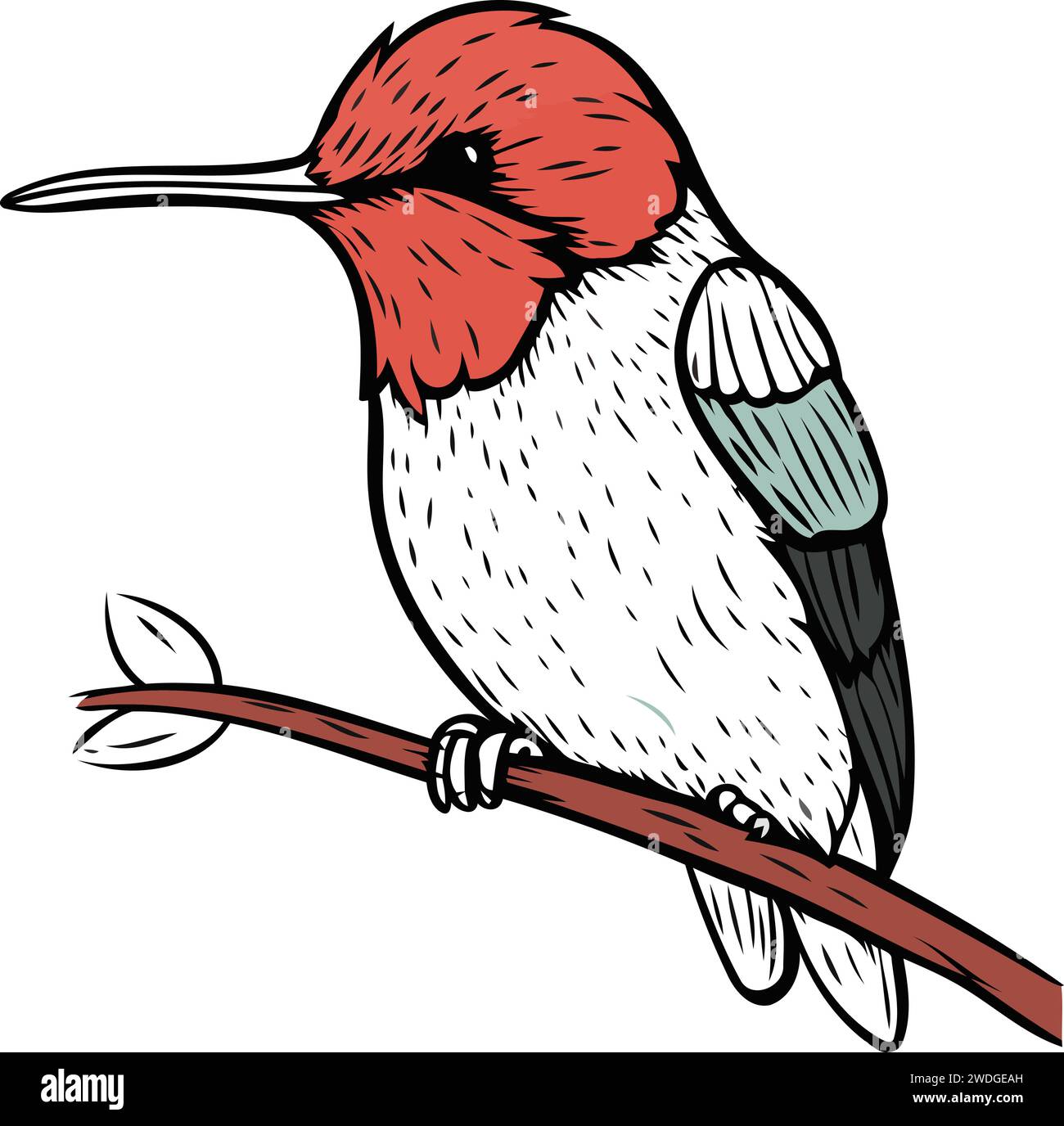 Red capped woodpecker Stock Vector Images - Alamy