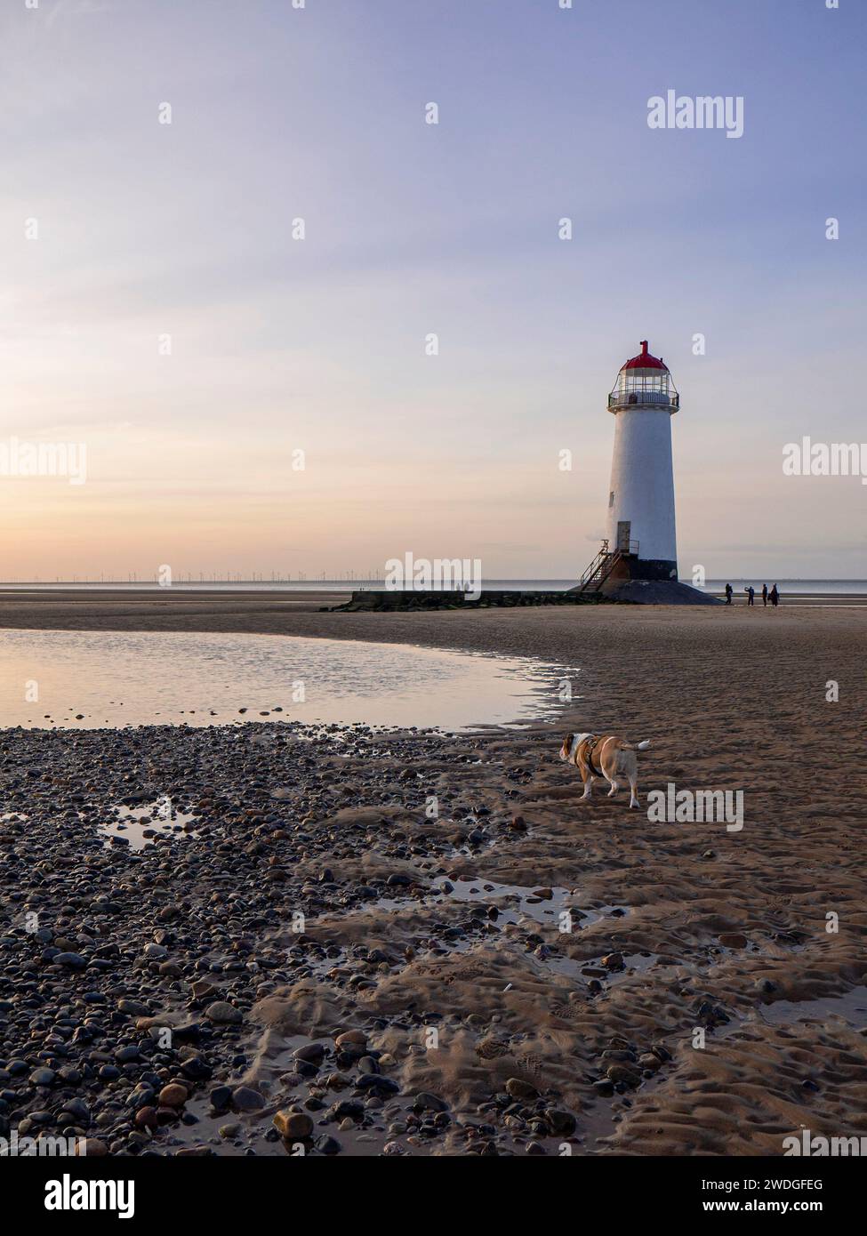 Bulldog strolling across Talacre Beach near Point of Ayr Lighthouse at sunset, Talacre, Flintshire, Wales, UK Stock Photo