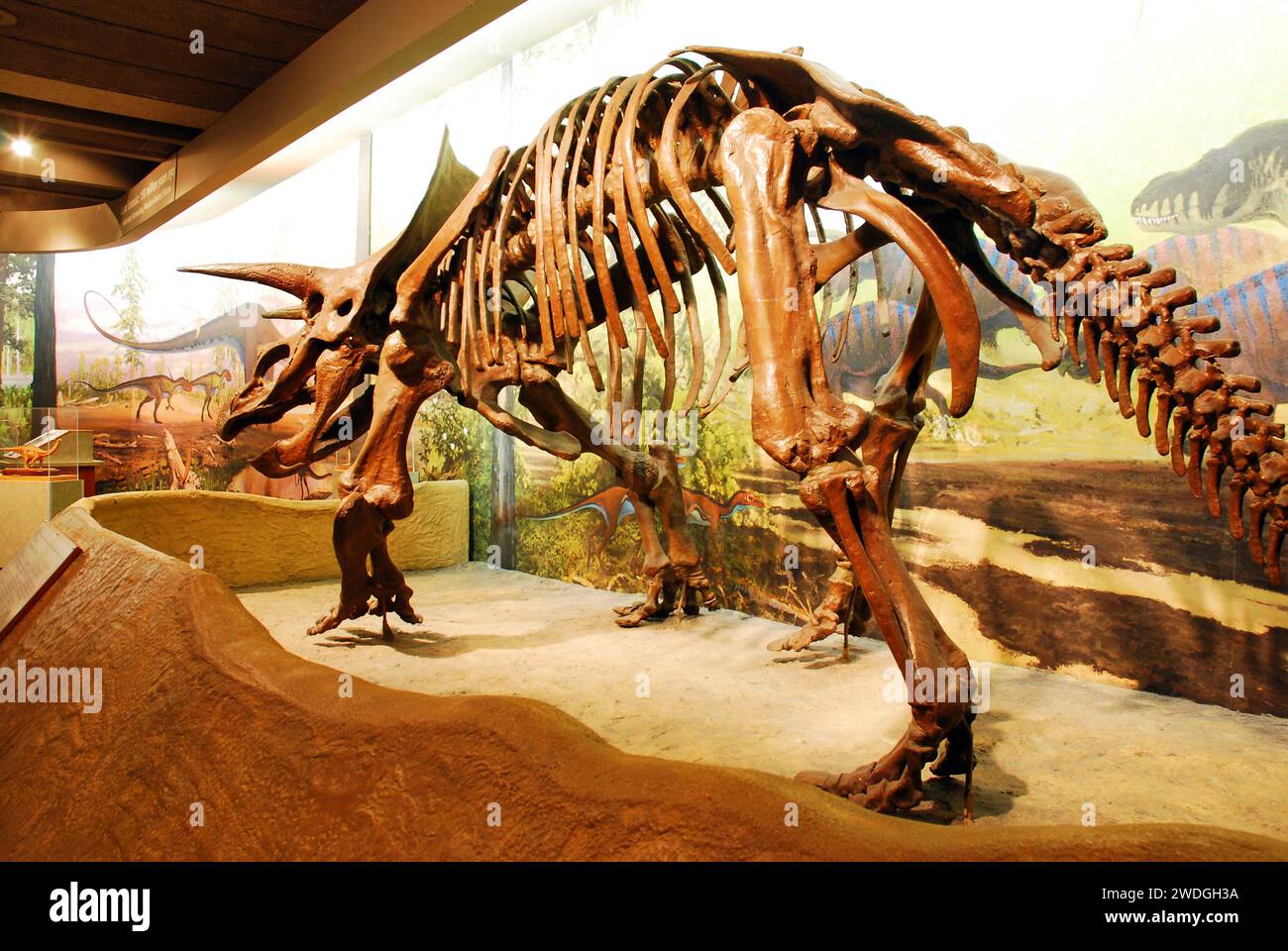 The fossils of a large dinosaur are on display at the Boston Museum of