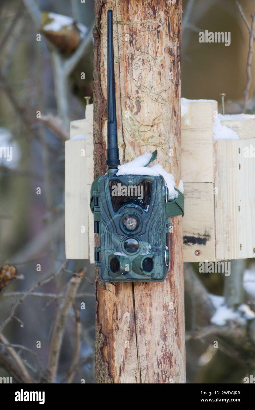 Camera trap near to high seat for hunters and gamekeepers in the forest. Czech republic nature. Stock Photo
