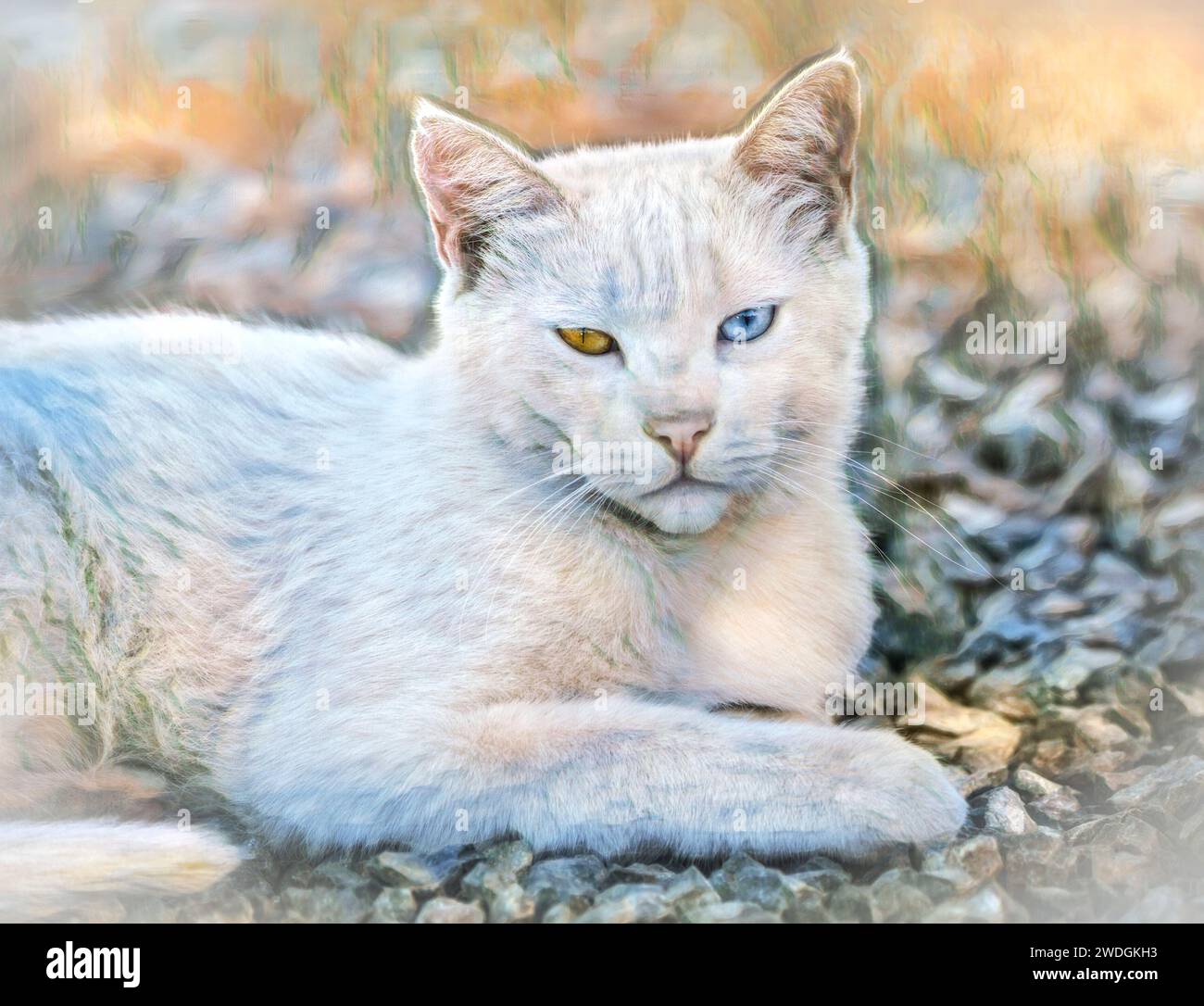 Barn cat with one amber & one blue eye, LYING ON STONE DRIVE Stock Photo