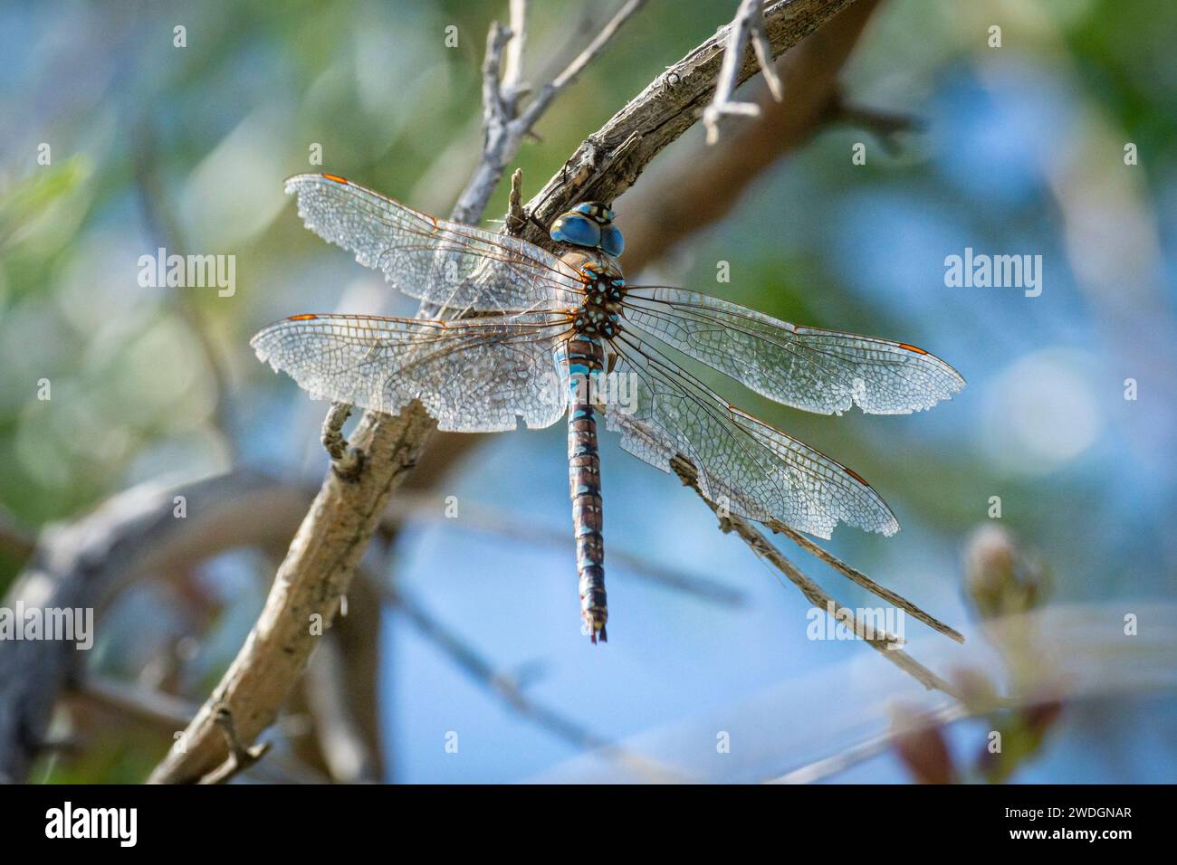 A blue-eyed darner (Rhionaeschna multicolor) sitson a branch. Stock Photo