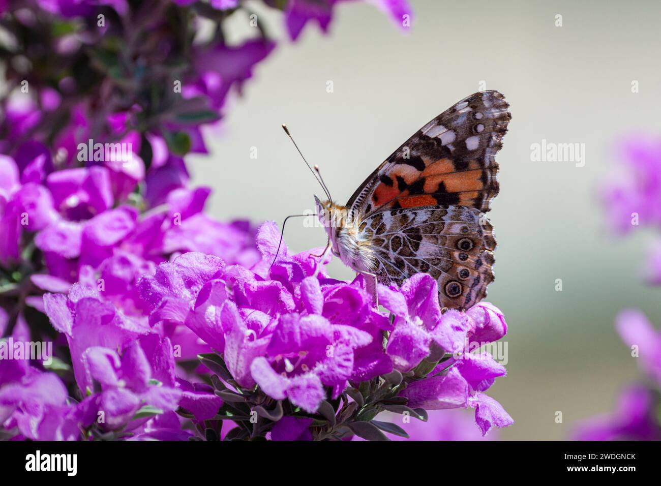A painted lady (Vanessa cardui) or cosmopolitan butterfly feeds on a barometer bush (Leucophyllum frutescens). Stock Photo