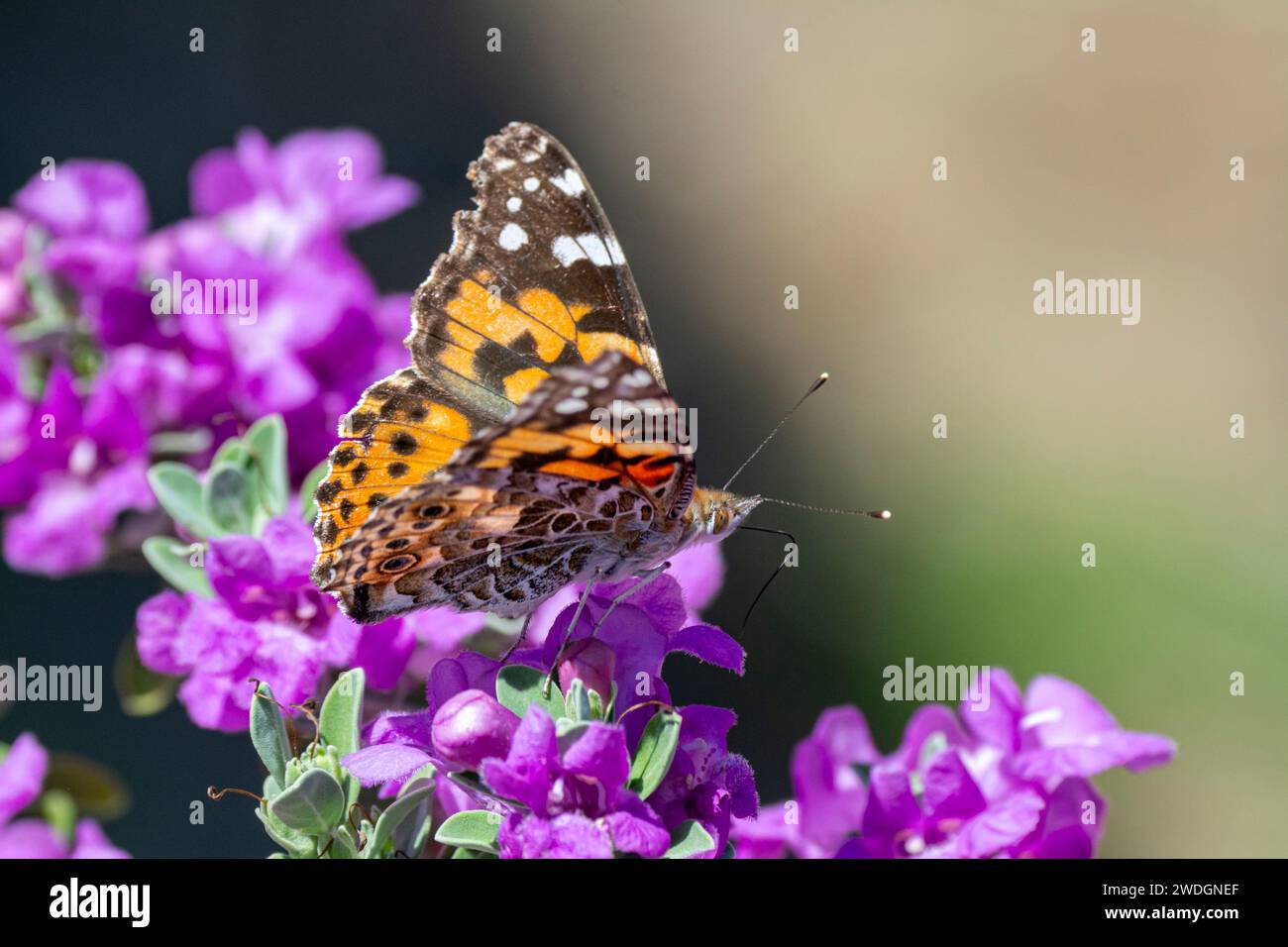 A painted lady (Vanessa cardui) or cosmopolitan butterfly feeds on a barometer bush (Leucophyllum frutescens). Stock Photo