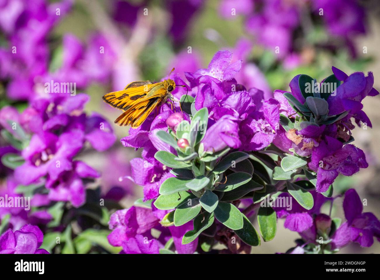 A fiery skipper (Hylephila phyleus) butterfly on a barometer bush (Leucophyllum frutescens).. Stock Photo