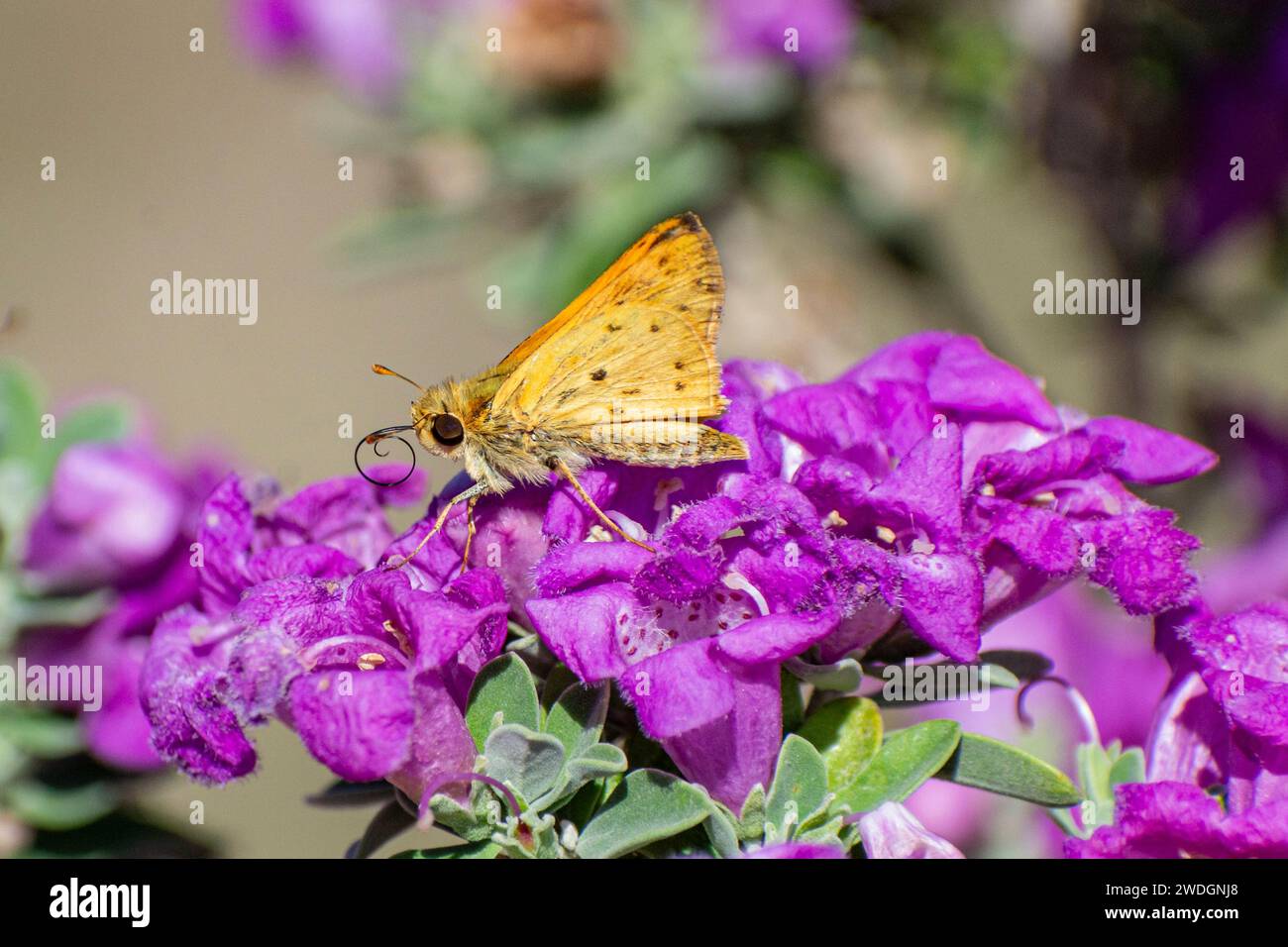 A fiery skipper (Hylephila phyleus) butterfly on a barometer bush (Leucophyllum frutescens).. Stock Photo