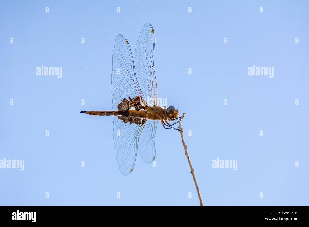 A red-mantled saddlebags or red saddlebags (Tramea onusta) rests on a twig. Stock Photo