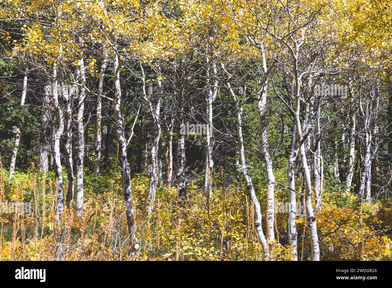 Beautiful golden trees with white bark in autumn in Glacier National Park, Montana, USA Stock